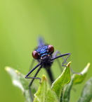 Guldsmede & vandnymfer